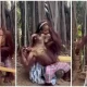 Reactions Trail Viral Video Of Ape Taking Lovey-dovey Pictures With A Pretty Lady
