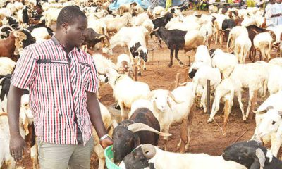 Sallah: Ram Sellers Cry Out Over Low Patronage