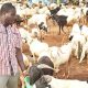 Sallah: Ram Sellers Cry Out Over Low Patronage