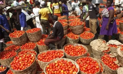 Expect More Fall In Prices Of Pepper, Tomato - Lagos Traders