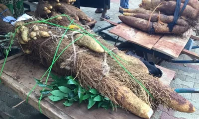Farmer Wins N500,000 In Anambra community For Harvesting Weightiest Yam