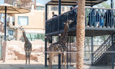 Riyadh Zoo Returns With New Interactive Experiences As Part Of Riyadh Season