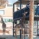 Riyadh Zoo Returns With New Interactive Experiences As Part Of Riyadh Season