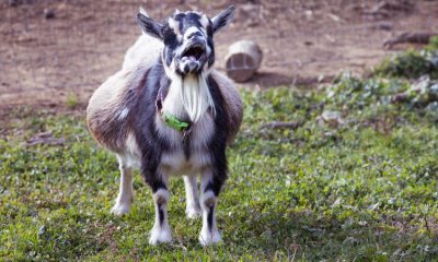 10 Ways To Know If Goat Is Pregnant