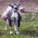 10 Ways To Know If Goat Is Pregnant