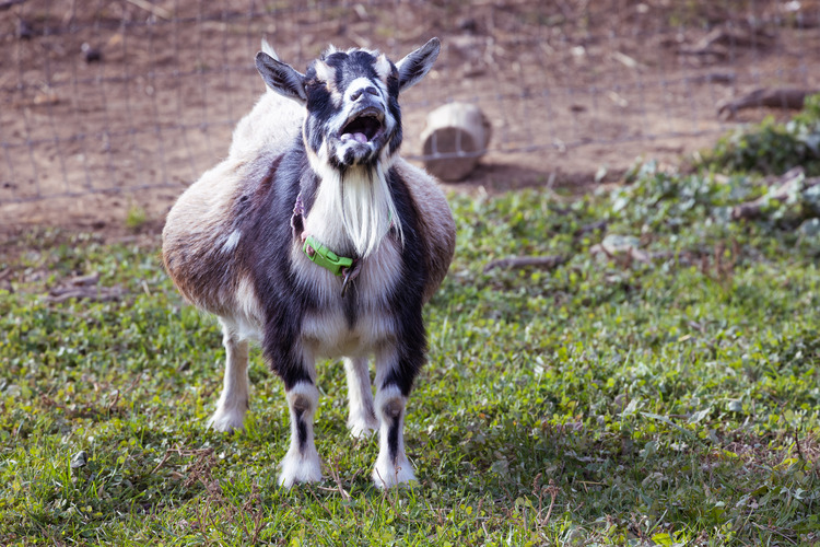 10 Ways To Know If Goat Is Pregnant