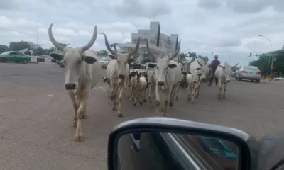 Open Grazing: Months After Wike’s Threat, Cows Roam FCT Roads Freely