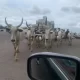 Open Grazing: Months After Wike’s Threat, Cows Roam FCT Roads Freely