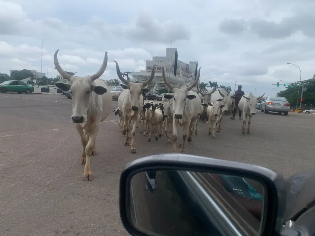 Open Grazing: Months After Wike’s Threat, Cows Roam FCT Roads Freely