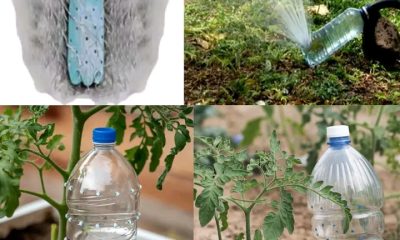 How to Make Automatic Irrigation For Tomato Plants: A Simple Solution With A Bottle