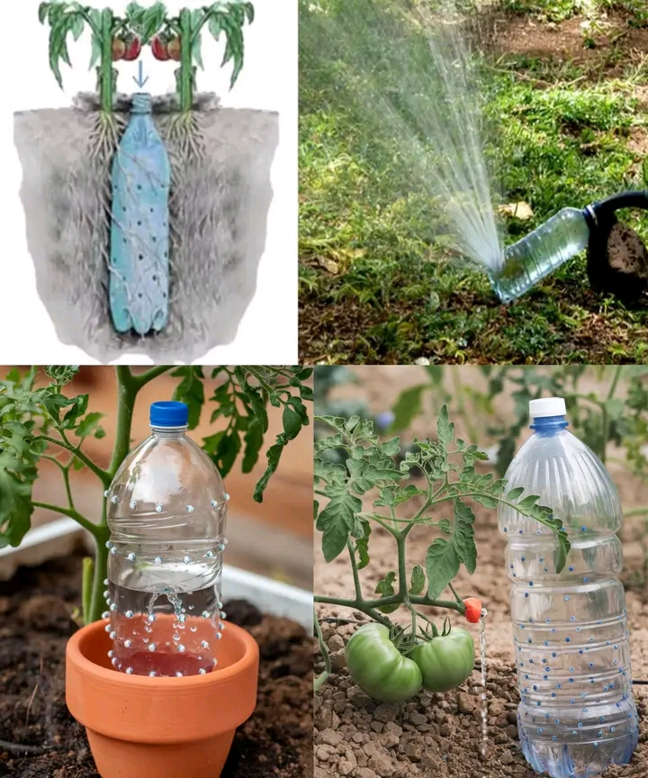 How to Make Automatic Irrigation For Tomato Plants: A Simple Solution With A Bottle