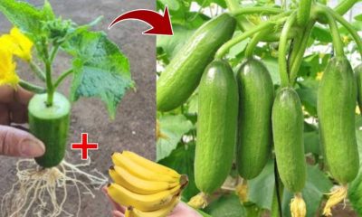 Simple Techniques On How To Grow Cucumber From Cucumber