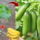 Simple Techniques On How To Grow Cucumber From Cucumber