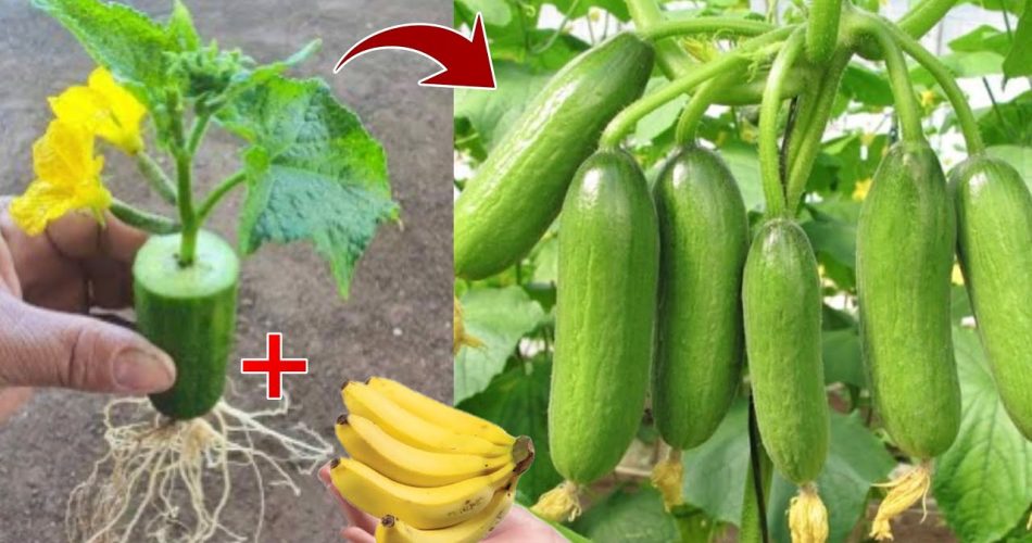 Simple Techniques On How To Grow Cucumber From Cucumber