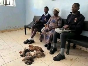 Drama As Grandmother Storms School With Six Hens To Settle Granddaughter's Unpaid Fees