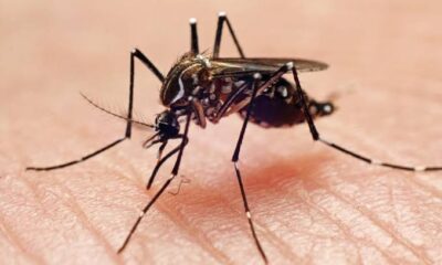 Beyond Malaria, Other Deadly Diseases Mosquitoes Spread