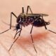 Beyond Malaria, Other Deadly Diseases Mosquitoes Spread