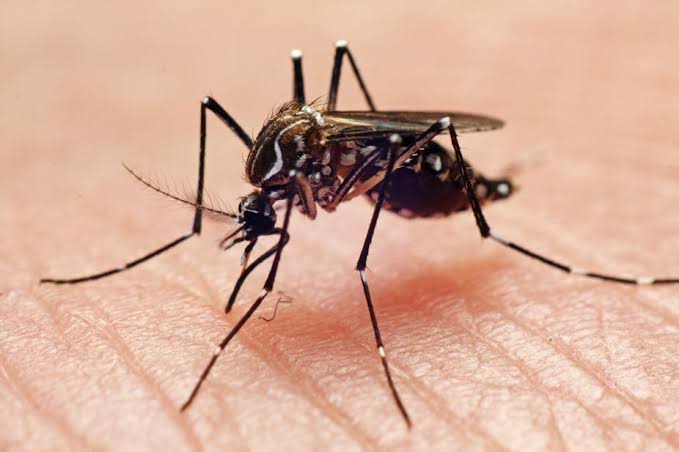 Beyond Malaria, Other Deadly Diseases Mosquitoes Spread